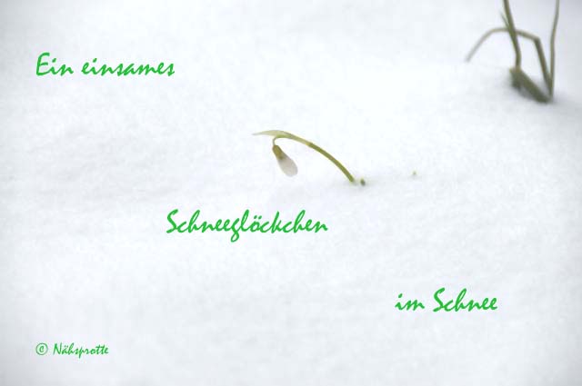 Schneeglöckchen