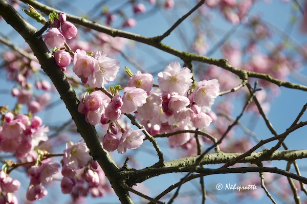Sakura-Kirschblüte1